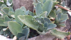 Kalanchoe laetivirens