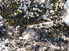 Trimerotropis saxatilis