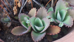 Kalanchoe laetivirens