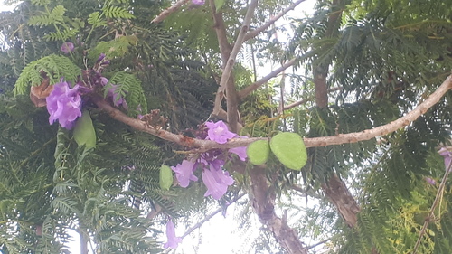 Jacaranda obtusifolia, photograph 1