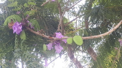 Jacaranda obtusifolia