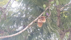 Jacaranda obtusifolia