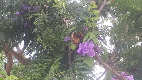 Jacaranda (Jacaranda obtusifolia)