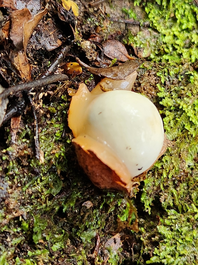 Claustula fischeri · April 2025 · photo: © chel123 (iNaturalist, cc0)
