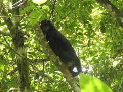 Trachypithecus mauritius