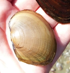 Atlanticoncha ochracea