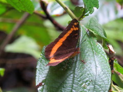 Lexias aeropa