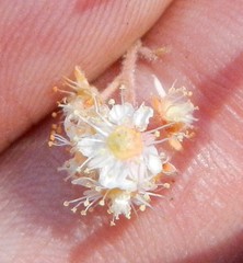 Holodiscus discolor microphyllus