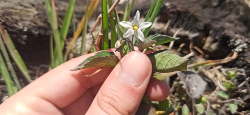 Black nightshade
