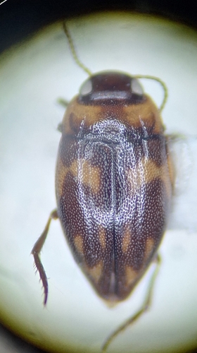 Neoclypeodytes cinctellus