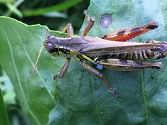 Melanoplus sanguinipes