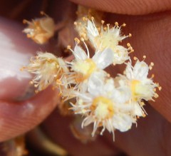 Holodiscus discolor microphyllus