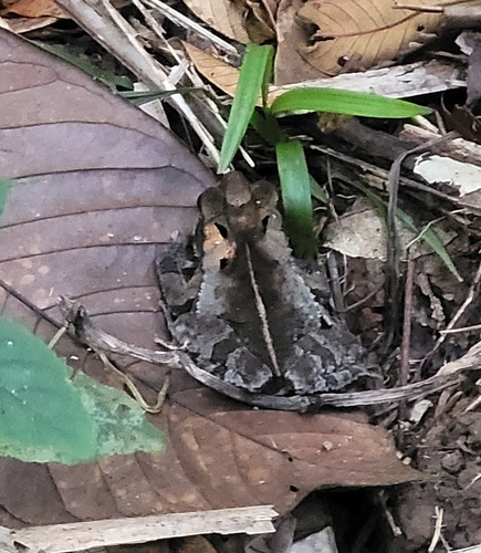 Aucion's Stream Toad, Incilius aucoinae