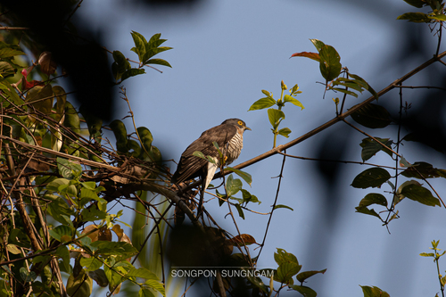 Large Hawk-Cuckoo (Hierococcyx sparverioides), photo 8