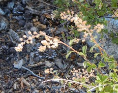 Holodiscus discolor microphyllus