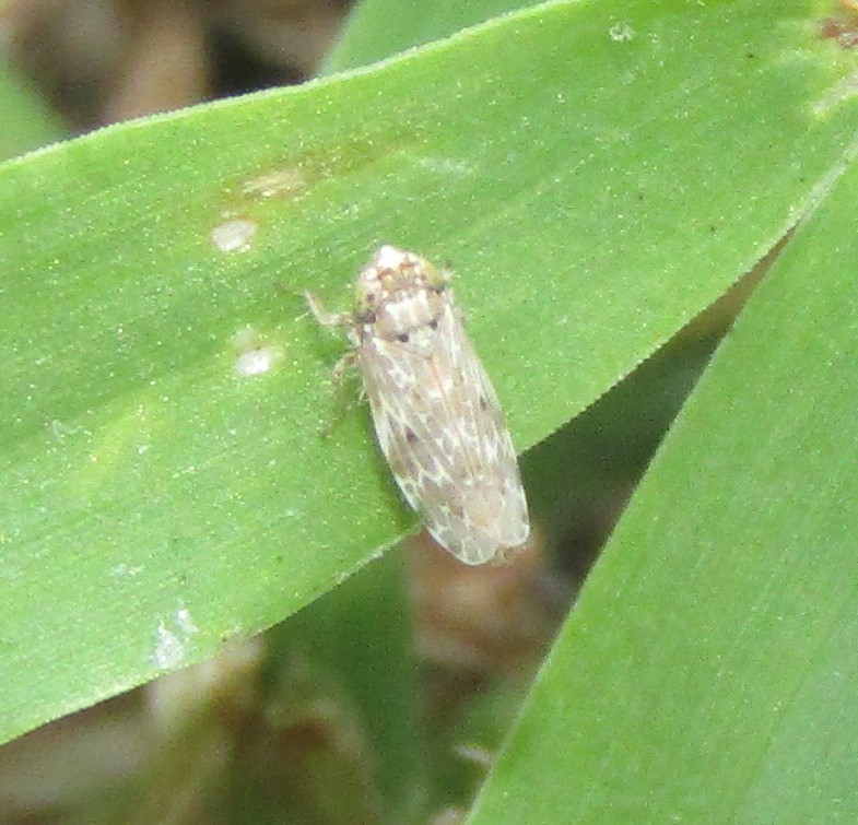 Polyamia obtecta