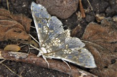 Megastes praxiteles