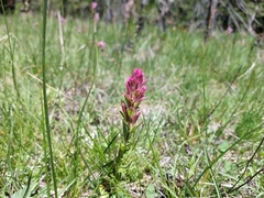 Castilleja lassenensis