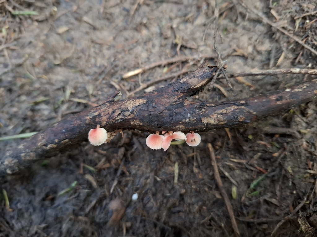 Mycena roseoflava · April 2025 · photo: © armillariabianca (iNaturalist, cc0)