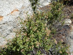 Holodiscus discolor microphyllus
