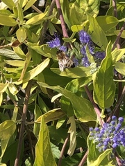 Apis mellifera
