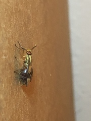 Chrysops