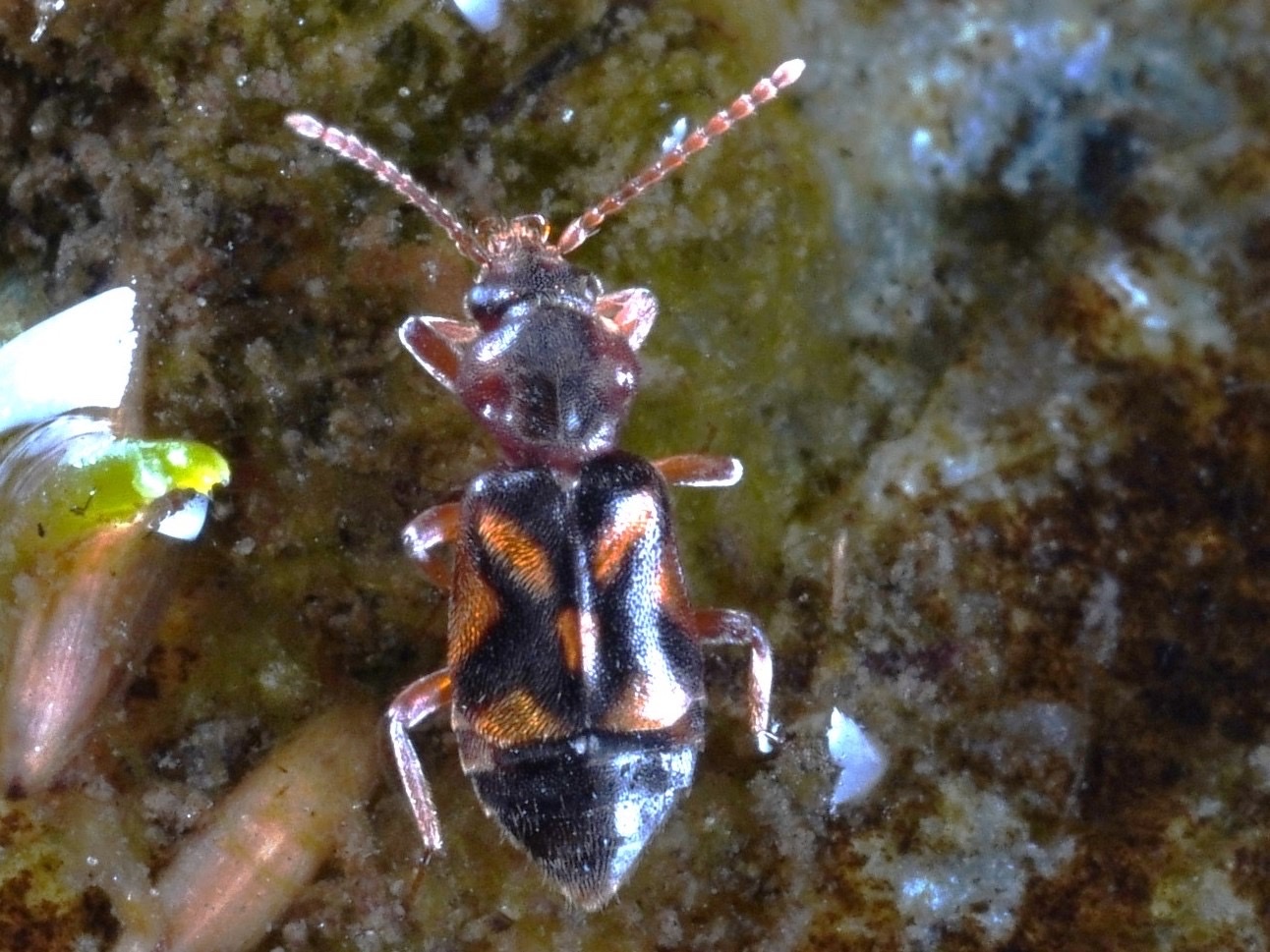 Phlaeopterus