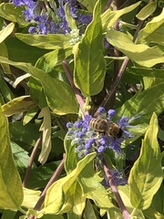 Apis mellifera