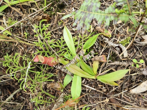 Nepenthes reinwardtiana