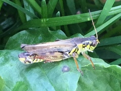 Melanoplus sanguinipes