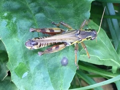 Melanoplus sanguinipes