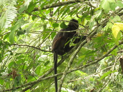 Trachypithecus mauritius