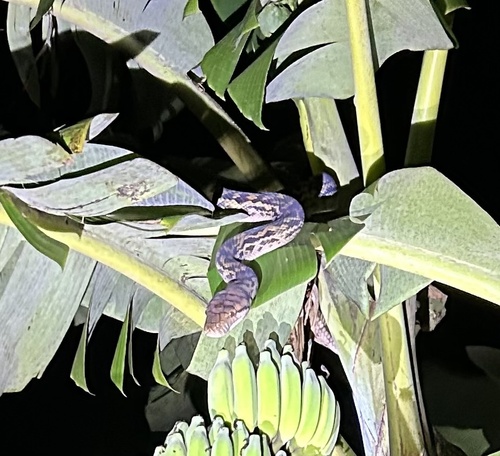 Australian Scrub Python sighting