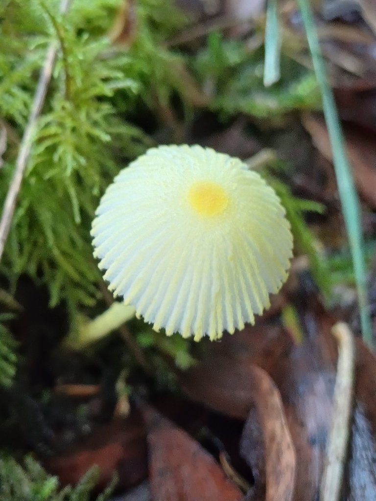 Leucocoprinus fragilissimus · April 2025 · photo: © steviakiwi23 (iNaturalist, cc0)