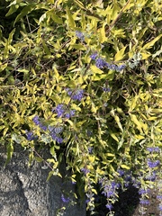 Caryopteris