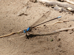 Argia apicalis