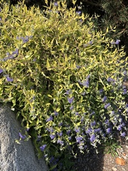 Caryopteris