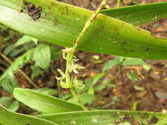 Coelogyninae
