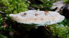 Calcipostia guttulata
