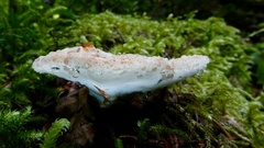 Calcipostia guttulata