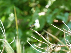 Pachydiplax longipennis