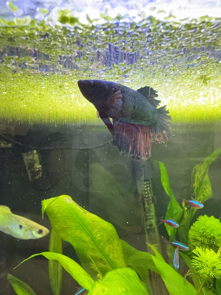 Siamese Fighting Fish