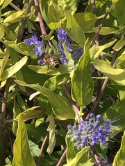 Caryopteris