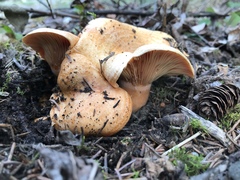Lactarius aestivus