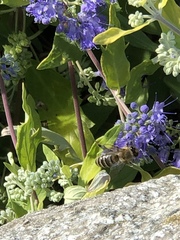 Caryopteris