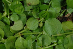 Micranthemum umbrosum