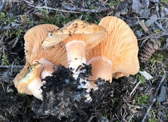 Lactarius aestivus