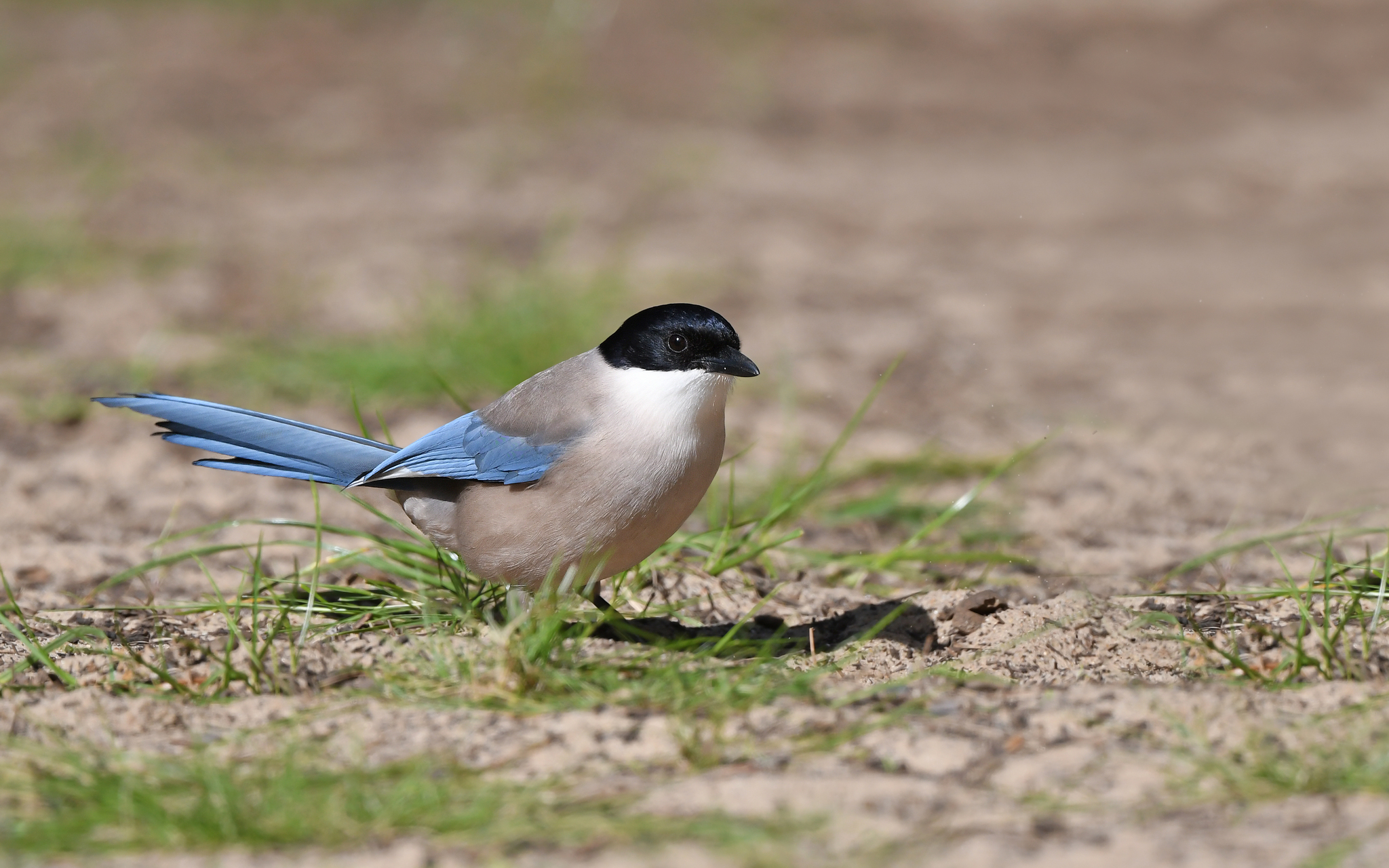Iberian Magpie illustration