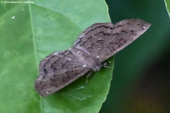 Voltinia totonaca