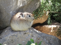 Ochotona rufescens